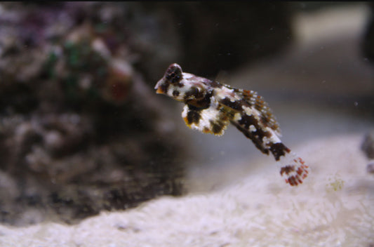 Scooter Blenny - Brown