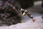 Scooter Blenny - Brown