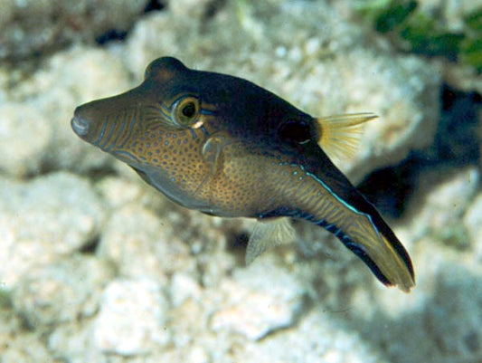 Caribbean Sharpnose Puffer