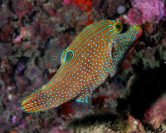 Blue Spotted Sharpnose Puffer