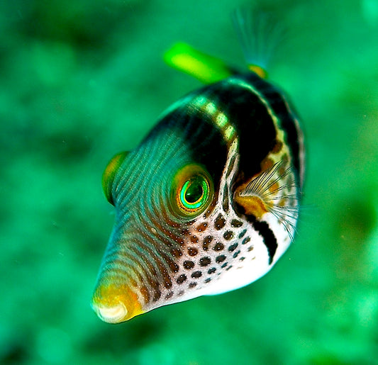 Valentini Sharpnose Puffer