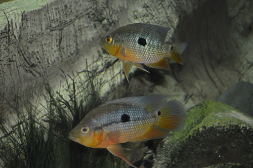 Caquetaia Spectabilis Cichlid (representative photo)