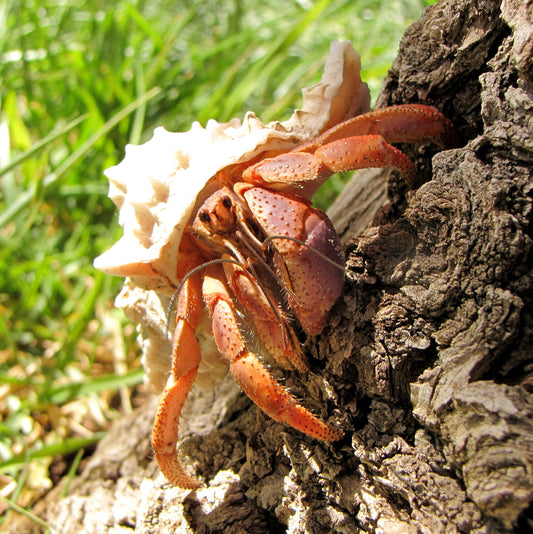 Caribbean Hermit Crab - Natural Shell - Small (representative photo)
