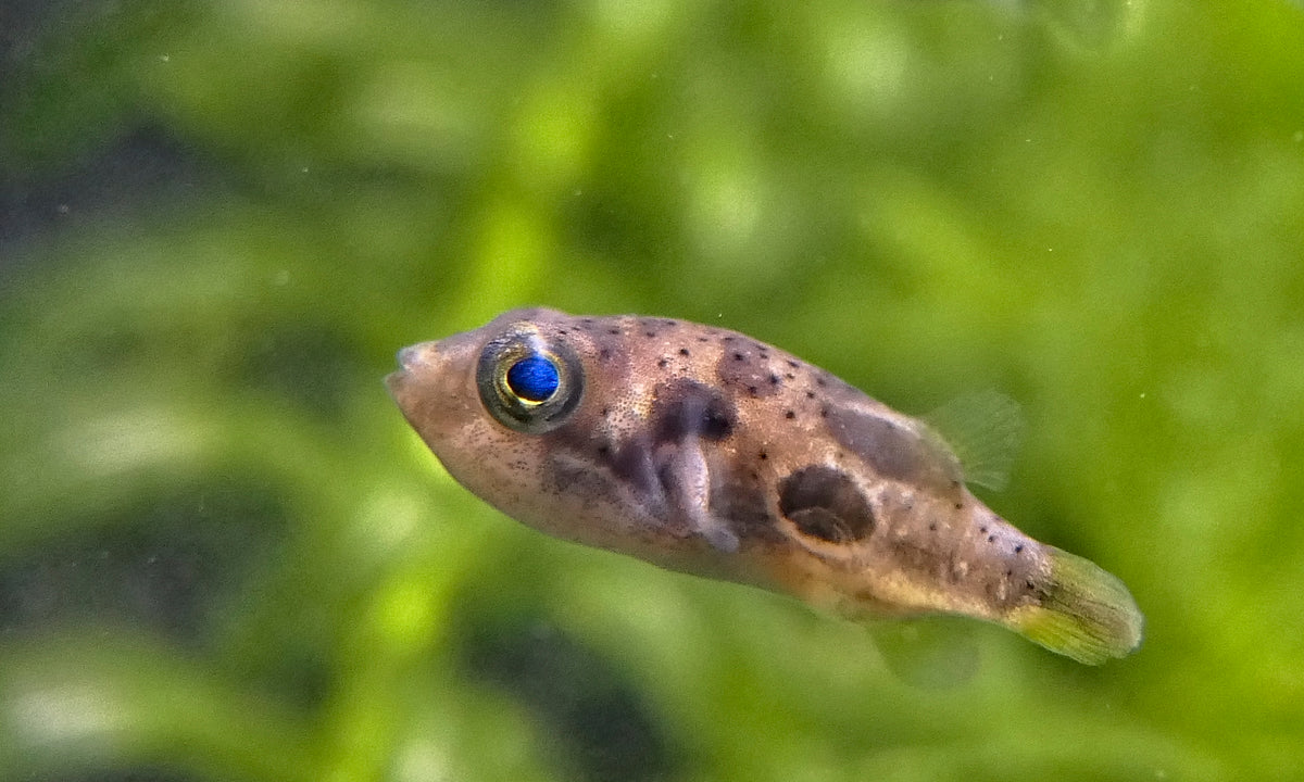 Dwarf Indian Puffer (representative photo)