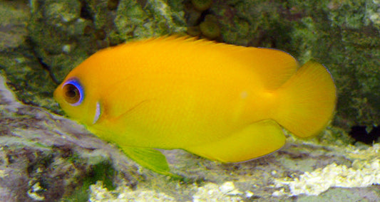 Lemon Peel Angel (Aquacultured)