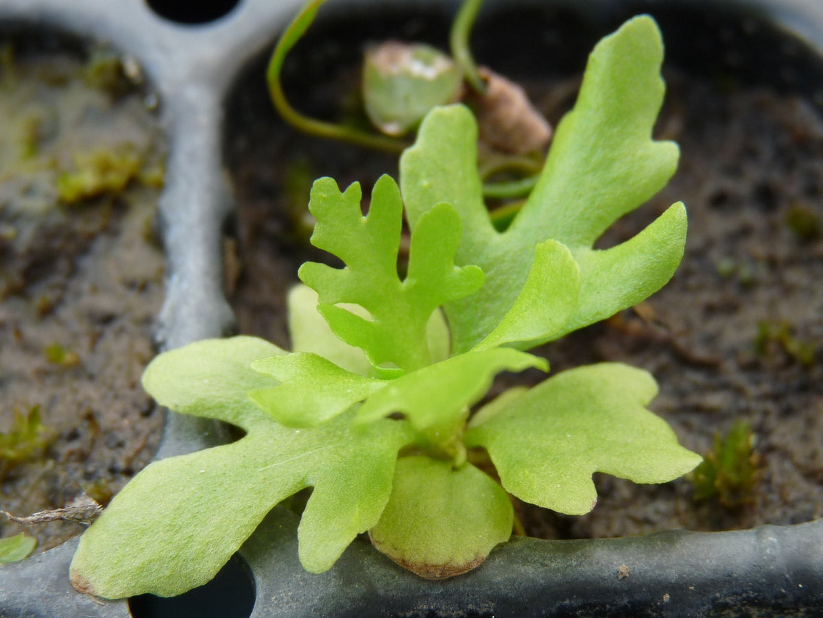 Water Sprite Fern Indian (Potted) (representative photo)