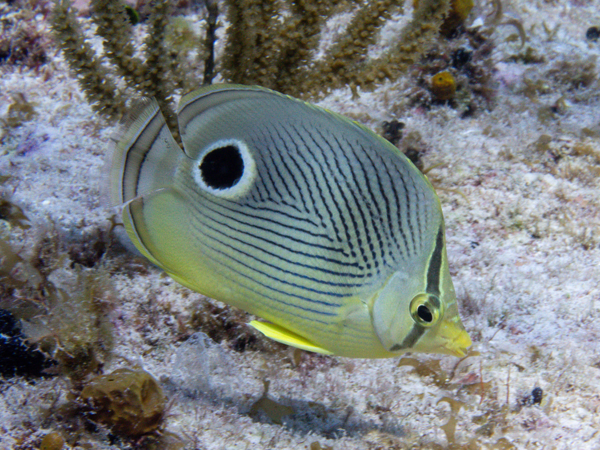 Foureye Butterflyfish