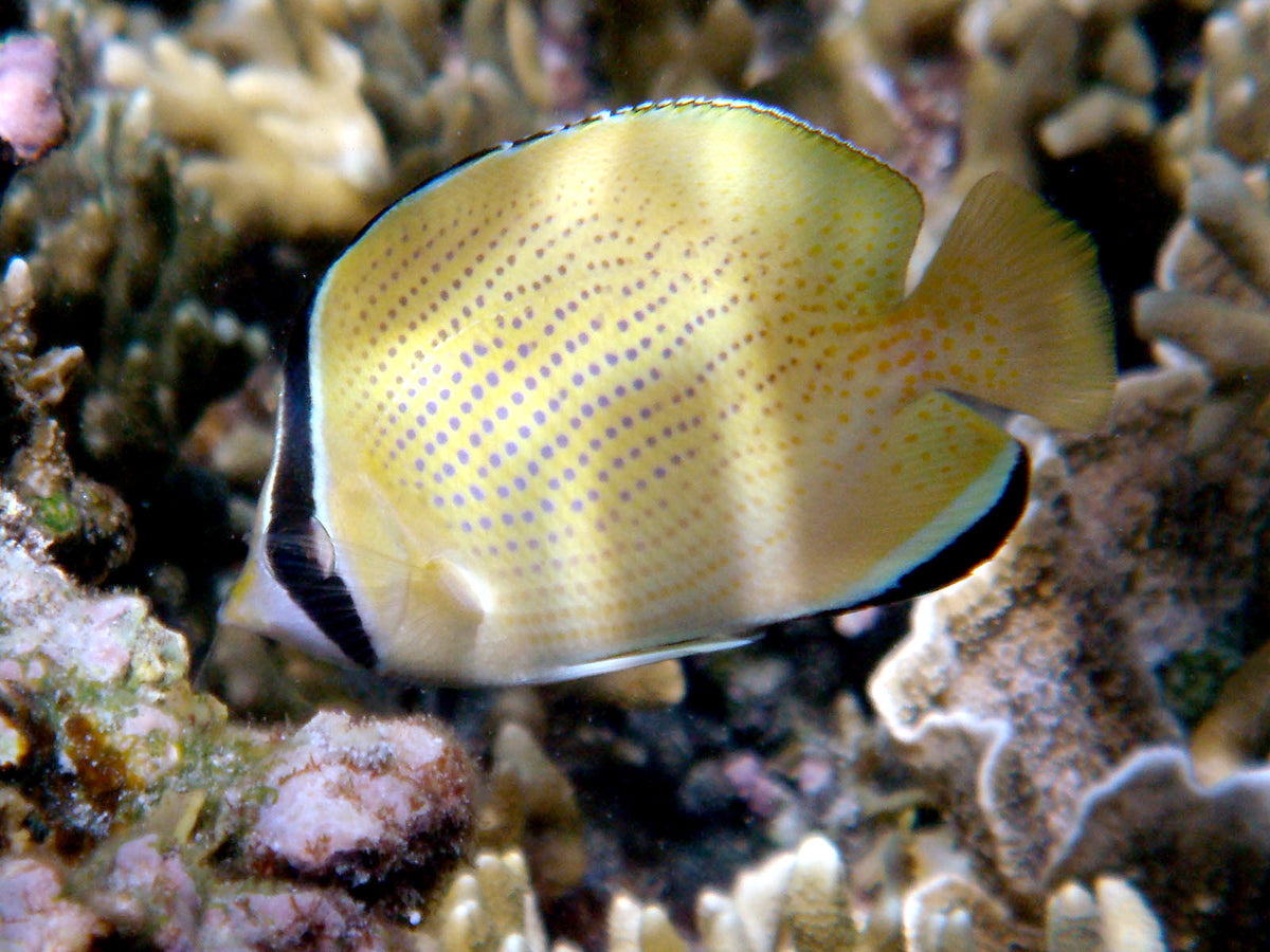 Citron Butterflyfish