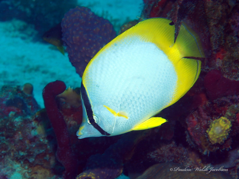 Spotfin Butterflyfish