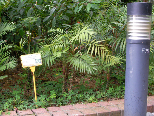 Bella Palm 2" (Potted) (representative photo)