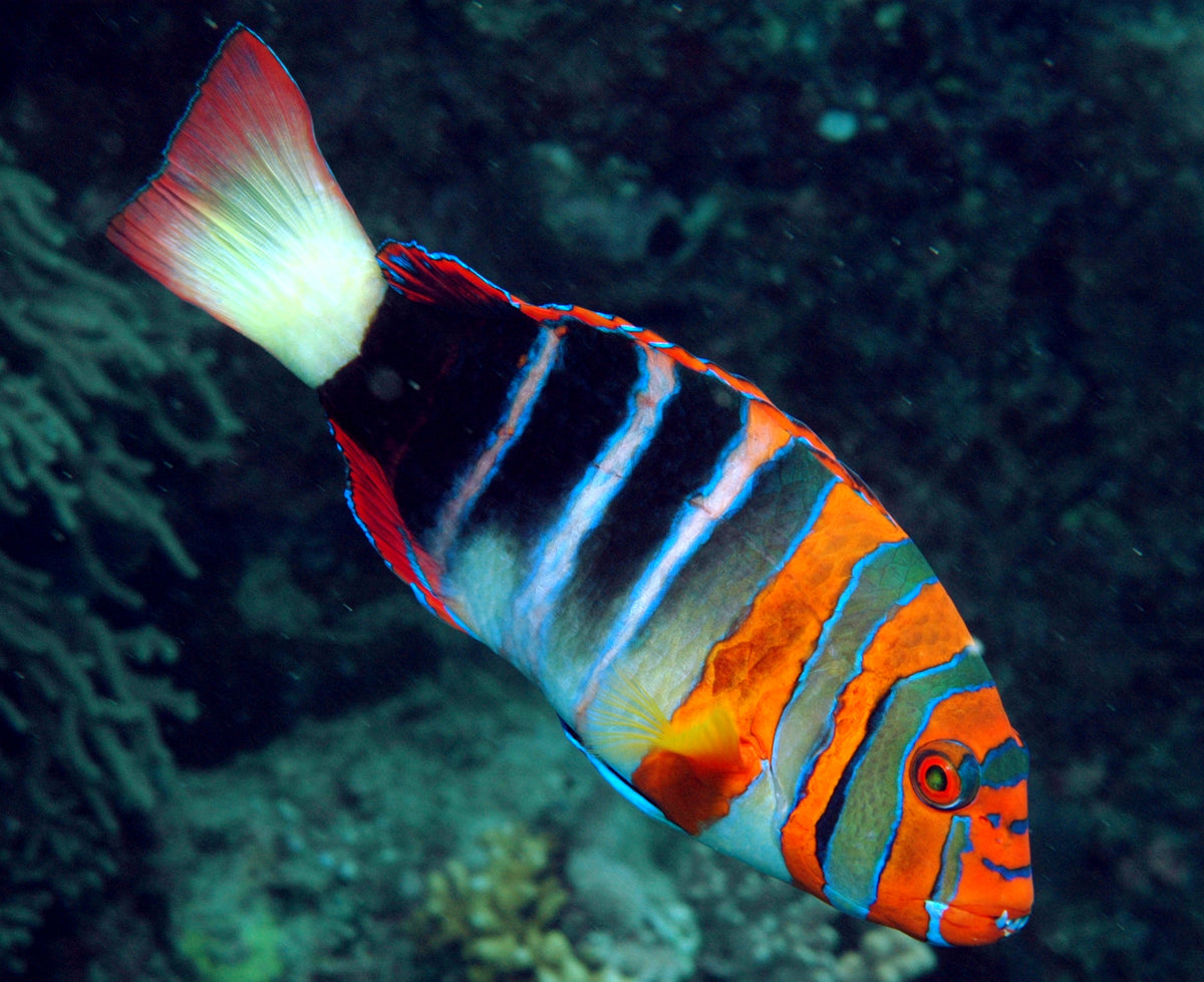 Harlequin Tusk - Medium/Large