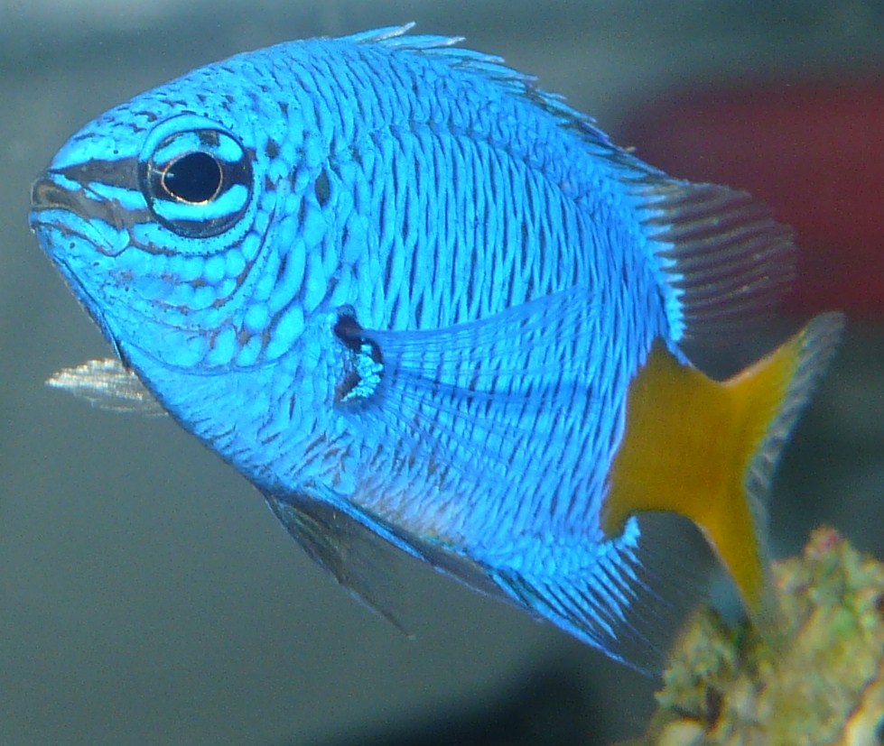 Yellowtail Blue Damsel