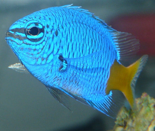 Yellowtail Blue Damsel