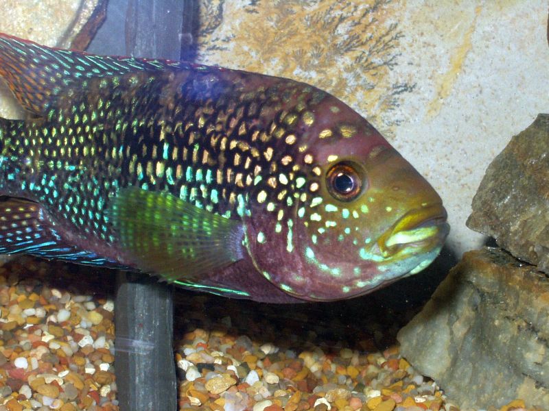 Jack Dempsey Cichlid (representative photo)
