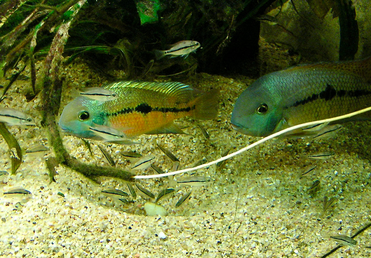 Nicaraguense Cichlid (representative photo)