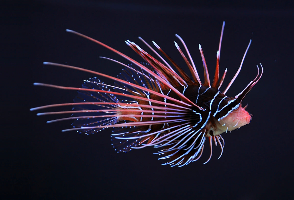 Radiata Lionfish