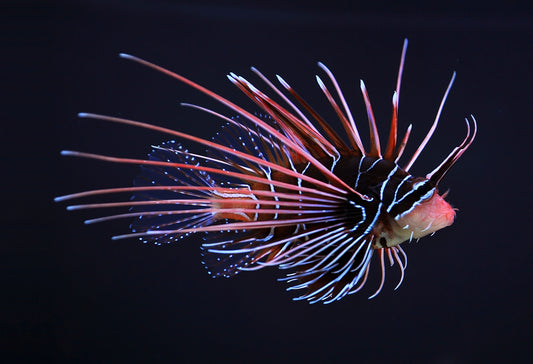 Radiata Lionfish