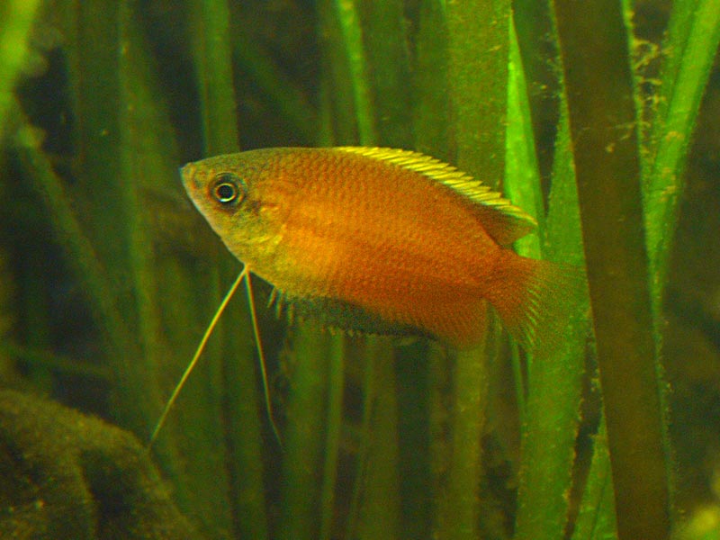 Honey Red Gourami (representative photo)
