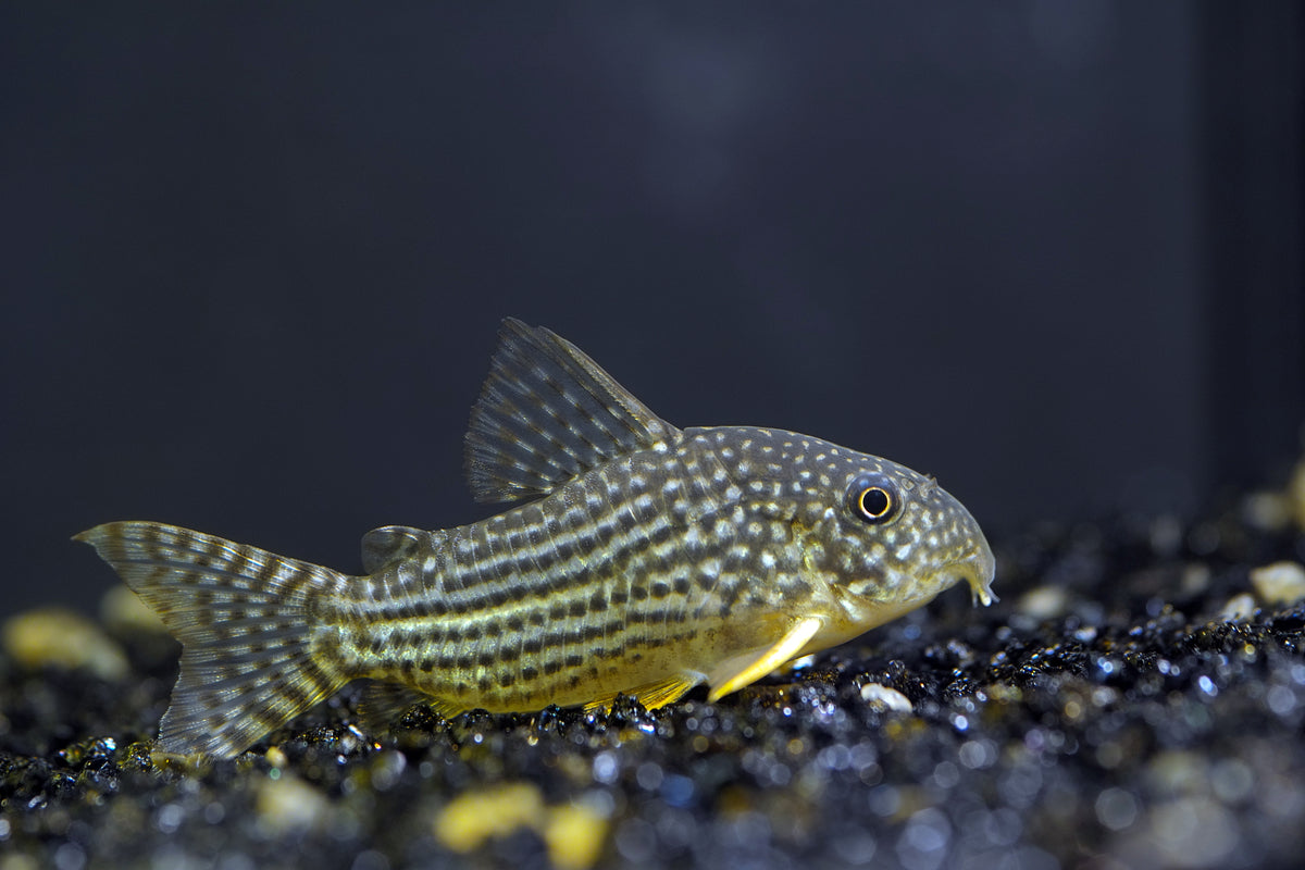 Sterbai Corydoras (representative photo)