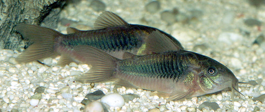 Aeneus Green Corydoras (representative photo)