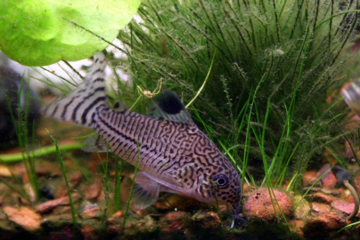 Julii Corydoras (representative photo)