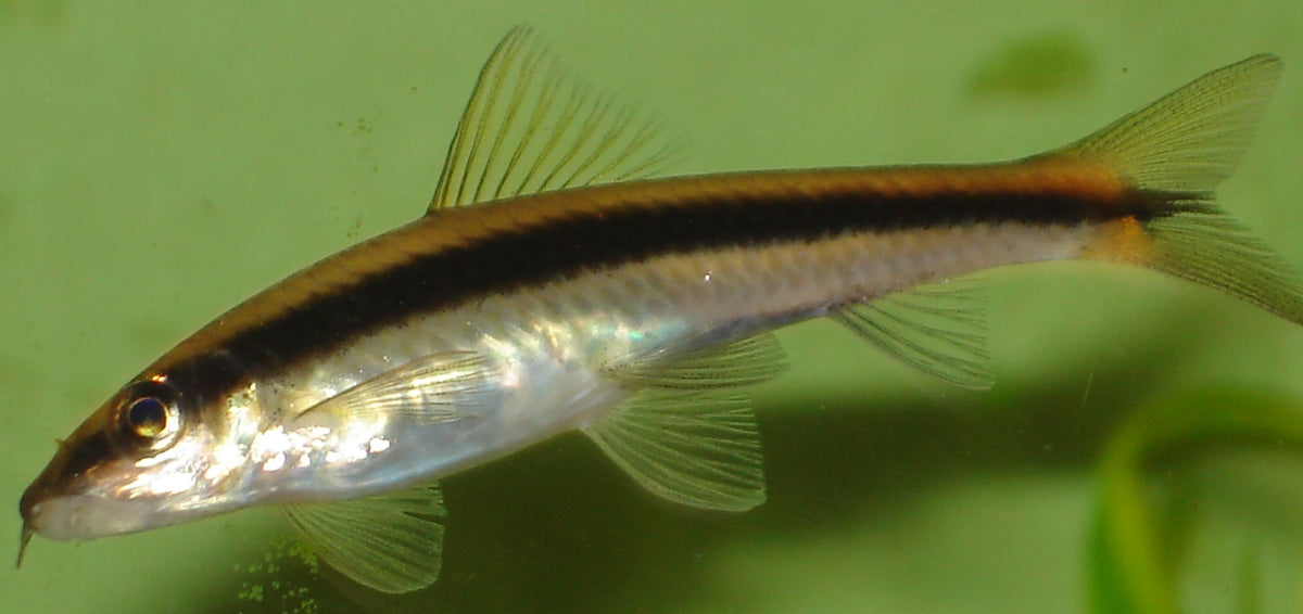 Flying Fox Siamese Catfish (representative photo)