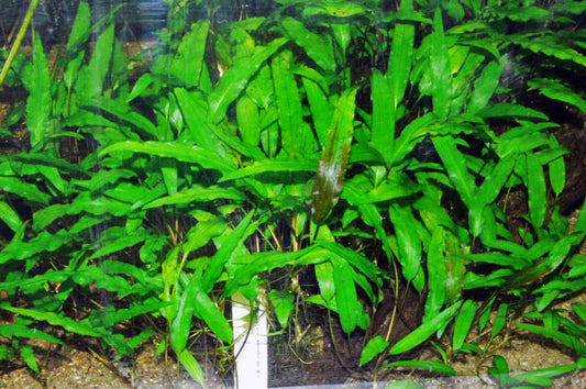 Cryptocoryne Wendtii Green (Potted) (representative photo)