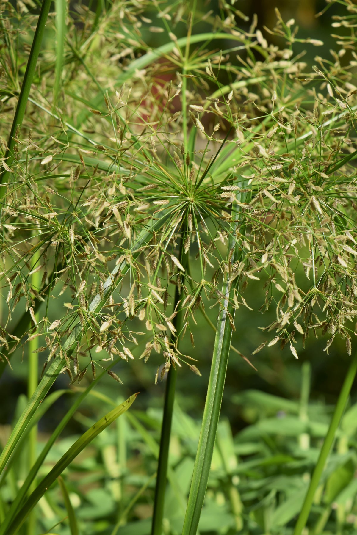 Cyperus Helferi (Bunch) (representative photo)