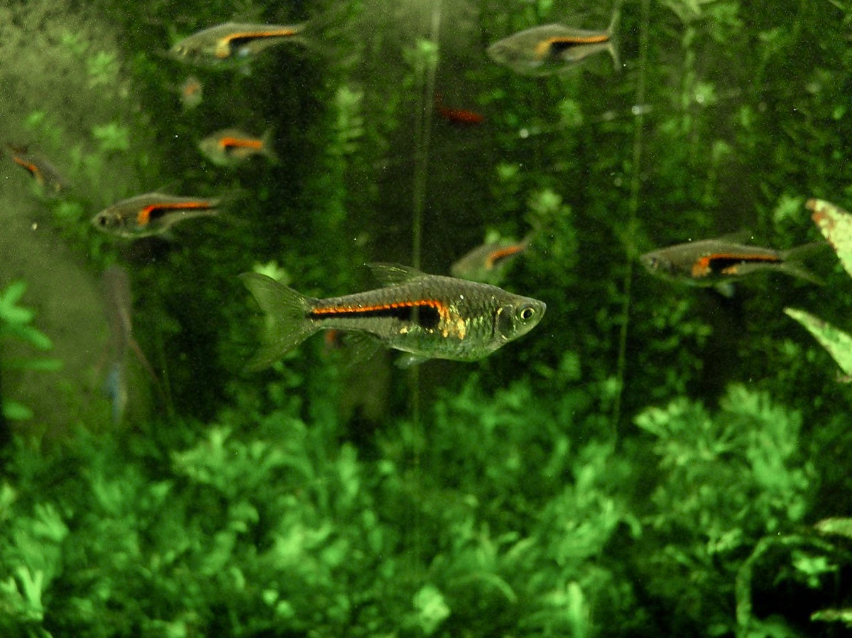 Hengeli Rasbora (representative photo)