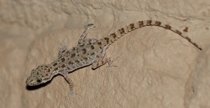 Rough-Tailed Gecko (representative photo)
