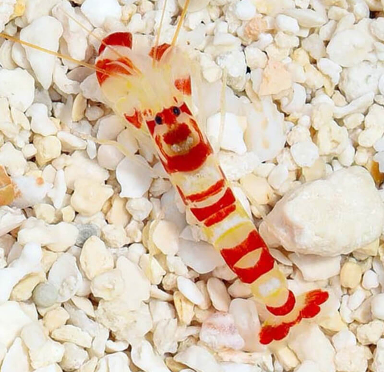 Tiger Pistol Shrimp