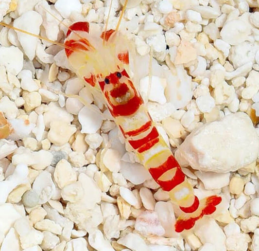 Tiger Pistol Shrimp