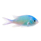 Green Chromis