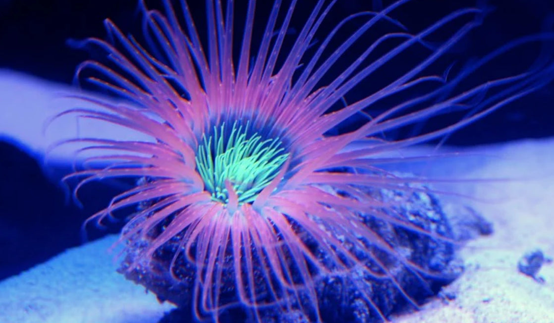 Orange Tube Anemone