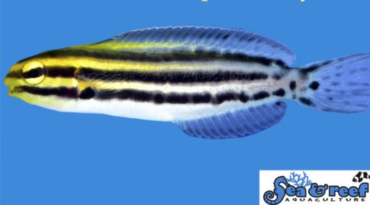Striped Blenny