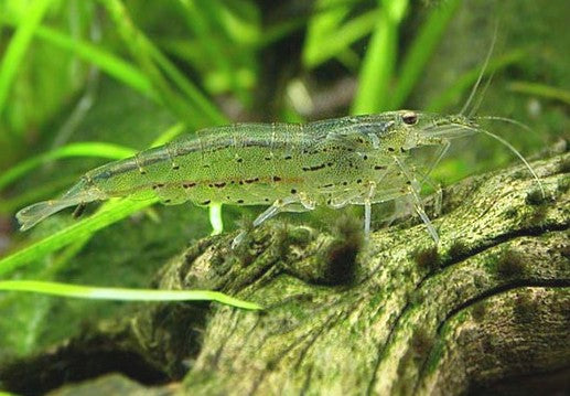 Algae Eating Shrimp (representative photo)