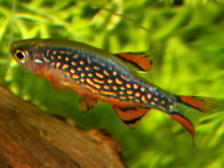 Galaxy Rasbora (representative photo)