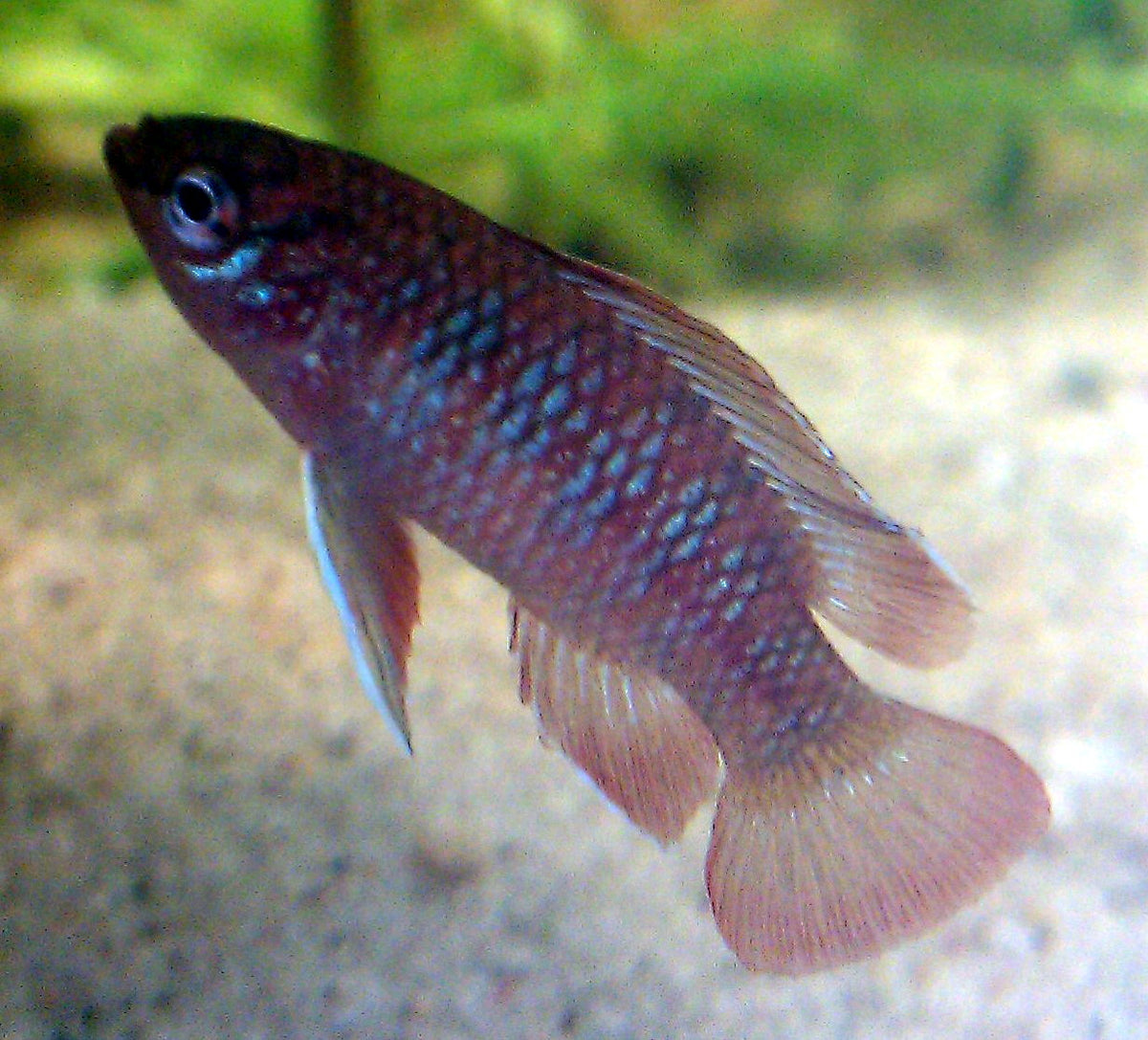 Badis Scarlet (representative photo)