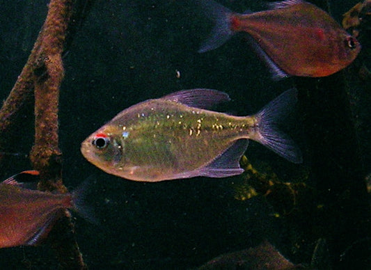 Diamond Tetra (representative photo)