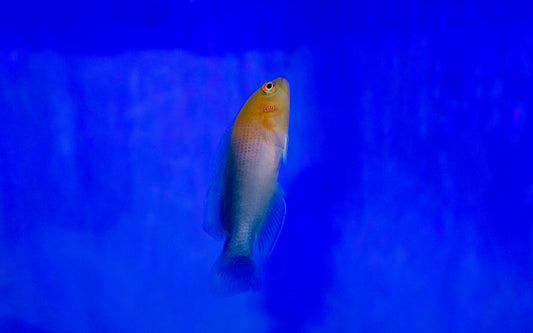 Dilectus Dottyback