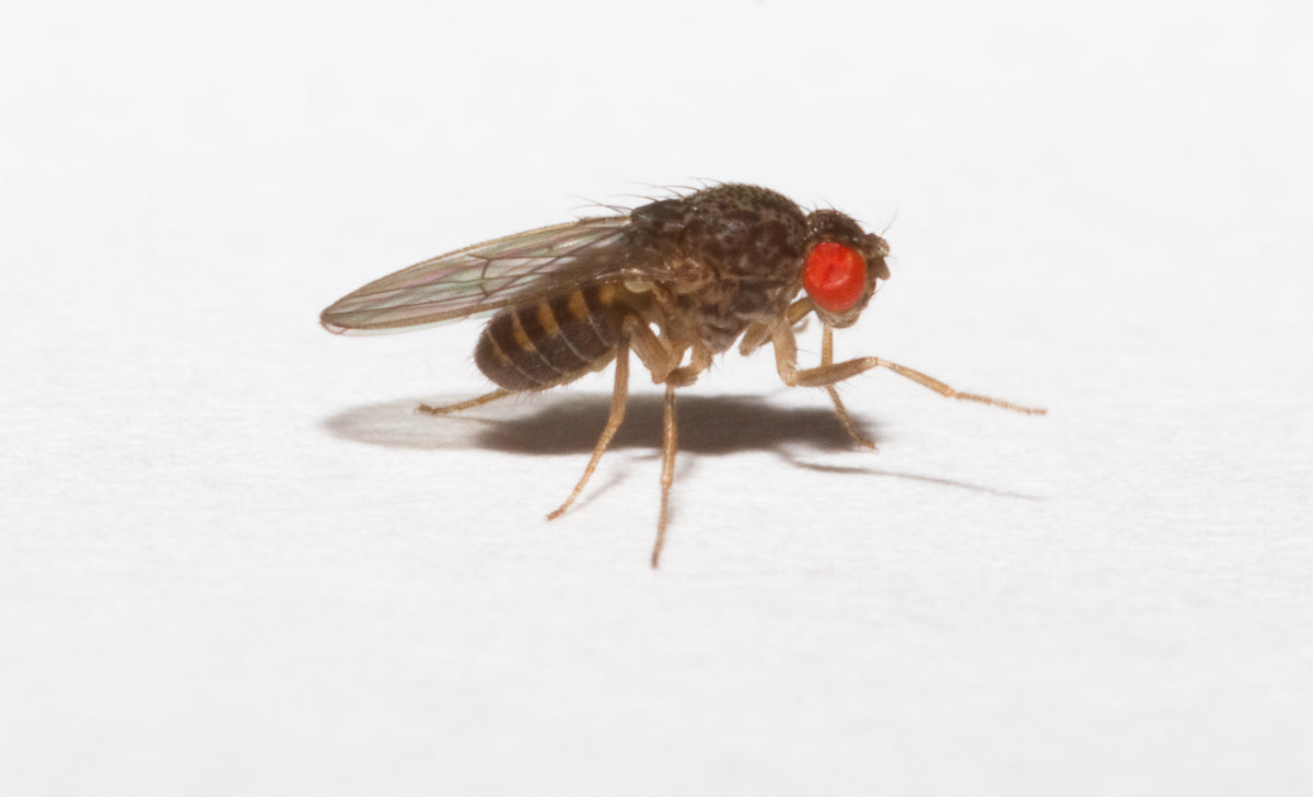 Fruit Fly Flightless Drosophila Hydei (representative photo)