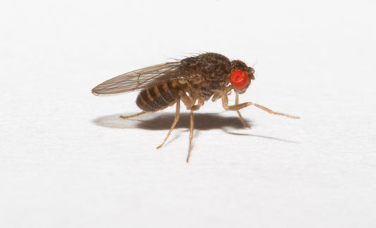 Fruit Fly Flightless Drosophila Hydei (representative photo)