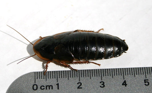 Benebugs Dubia XL 10 Ct (representative photo)
