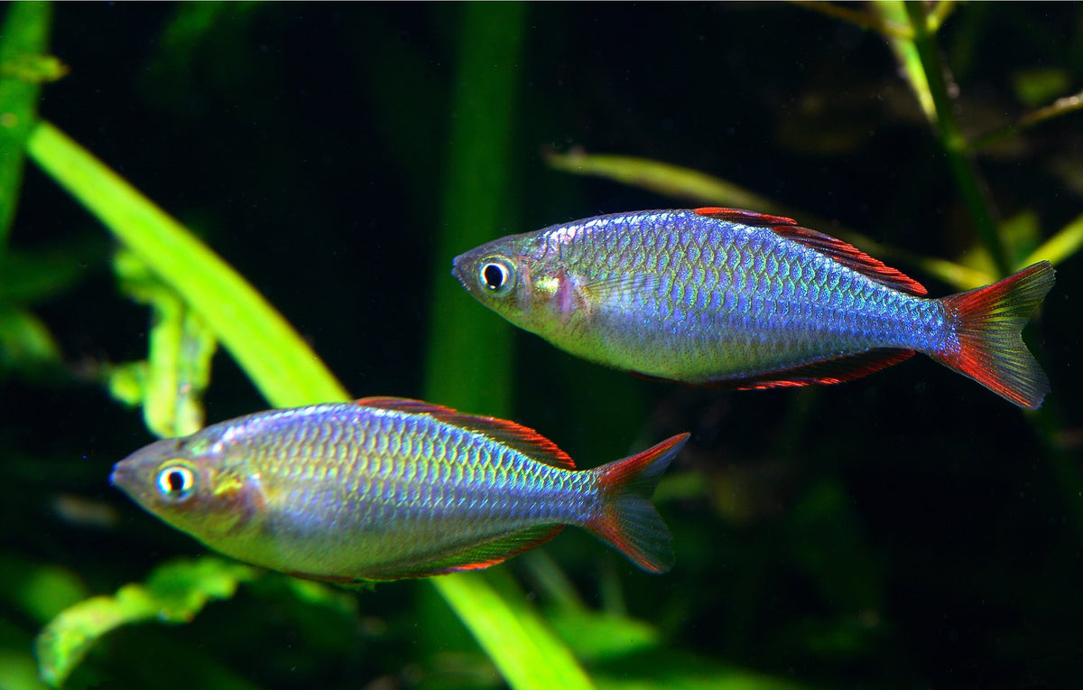 Neon Dwarf Rainbowfish (representative photo)