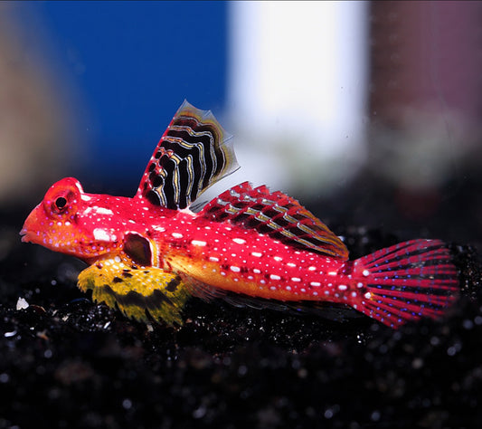 Scooter Blenny - Red