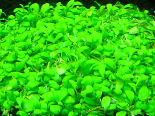 Glossostigma (Potted) (representative photo)