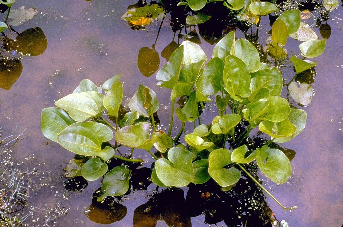 Radican Sword (Potted) (representative photo)