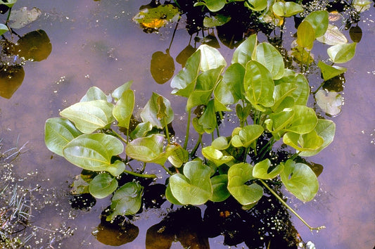 Radican Sword (Potted) (representative photo)