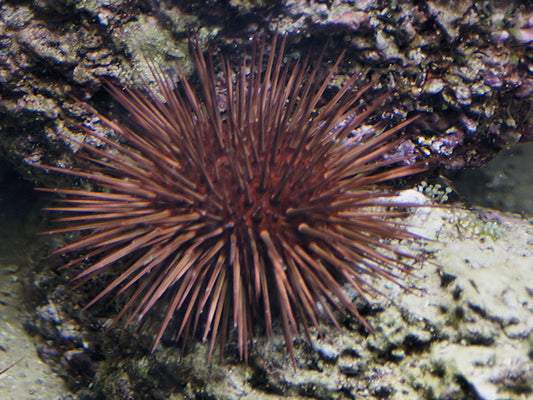 Rock Boring Urchin