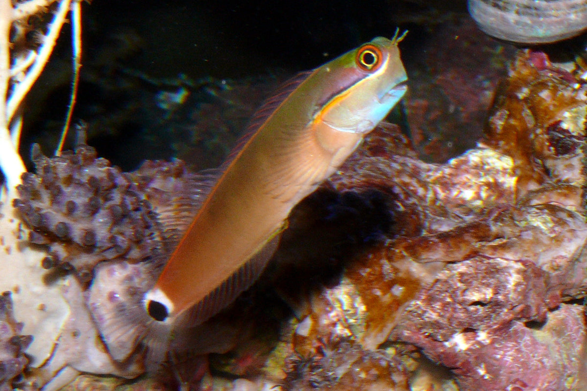 Tailspot Blenny